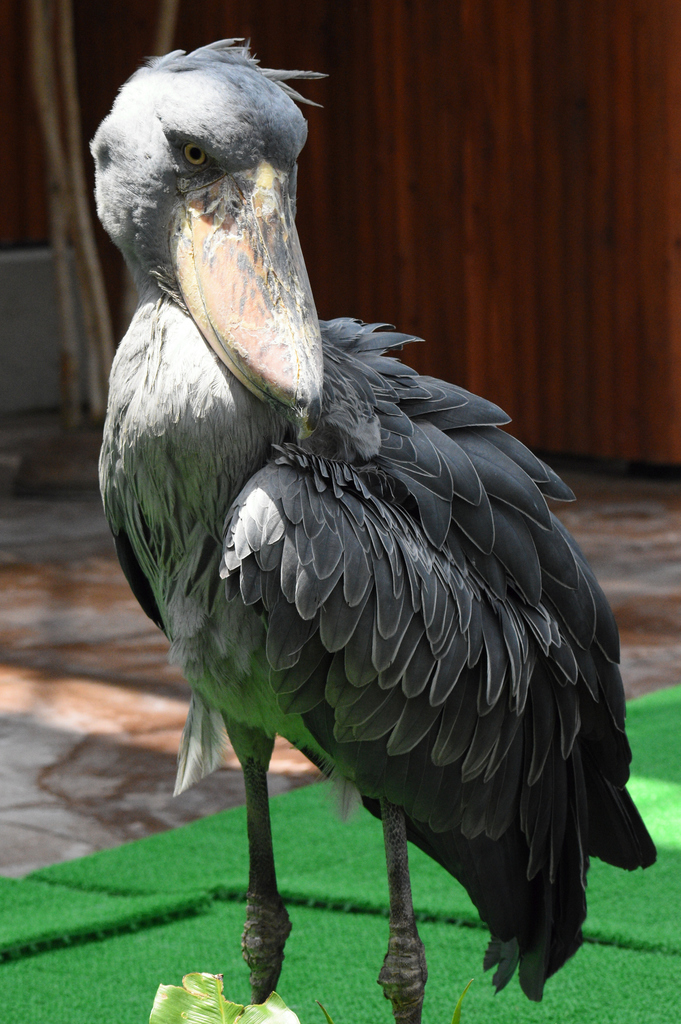 DSC_3472_00004.jpg