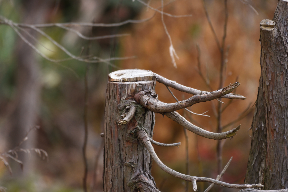 DSC_4976_00001.jpg