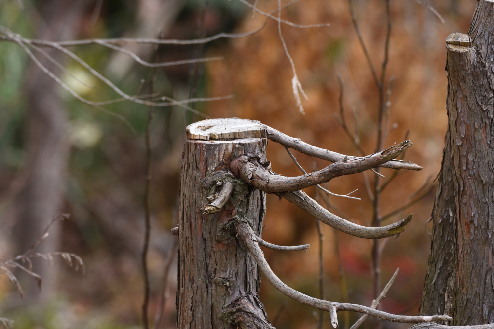 DSC_4977_00002.jpg