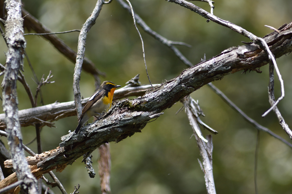 DSC_5956_00001.jpg