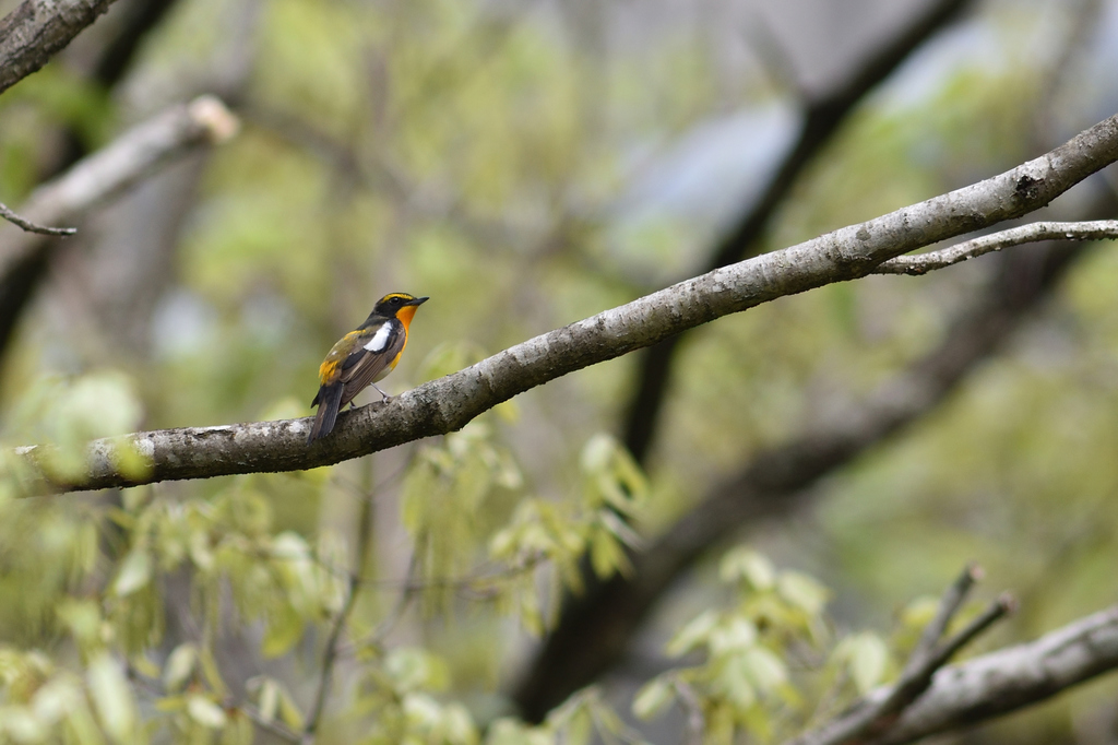 DSC_6004_00002.jpg