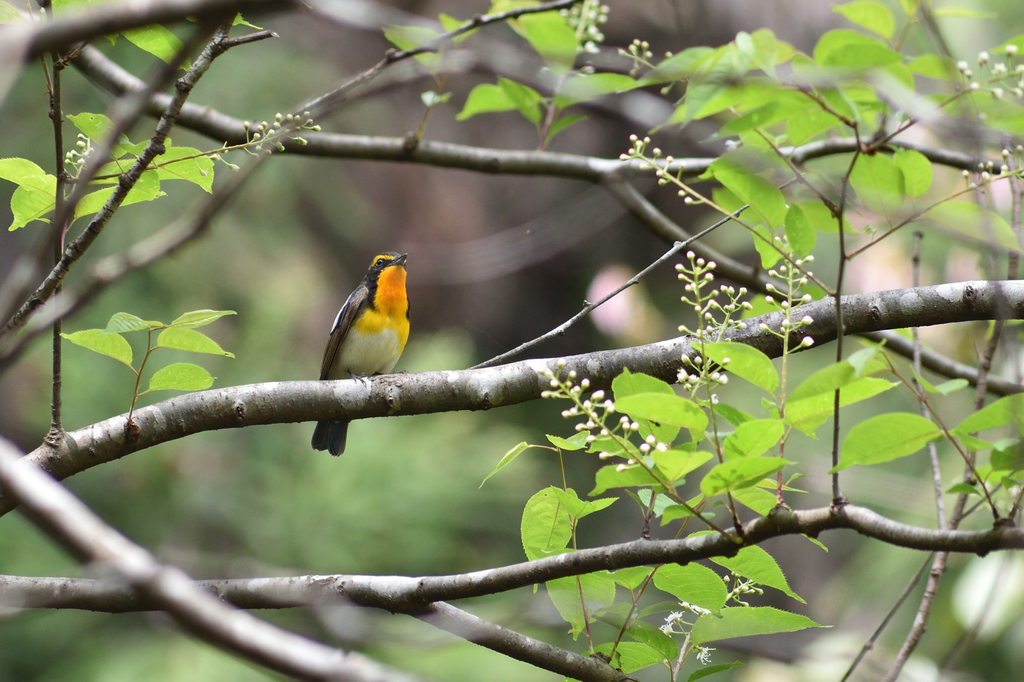 DSC_6006_00003.jpg