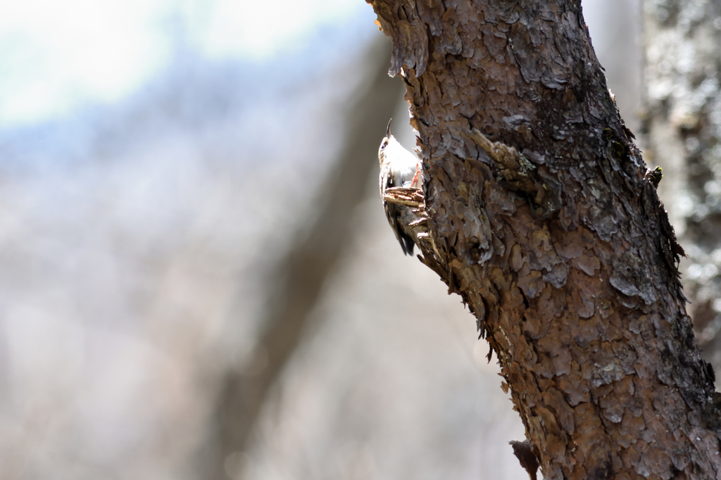 DSC_6252_00003.jpg