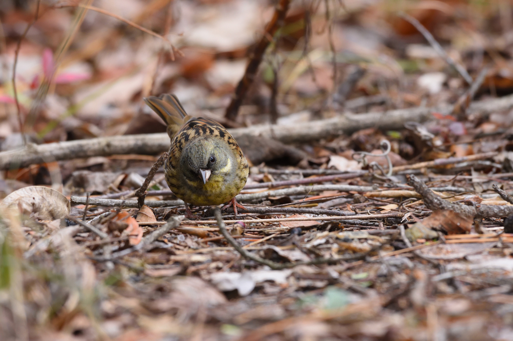 DSC_7236_00003.jpg