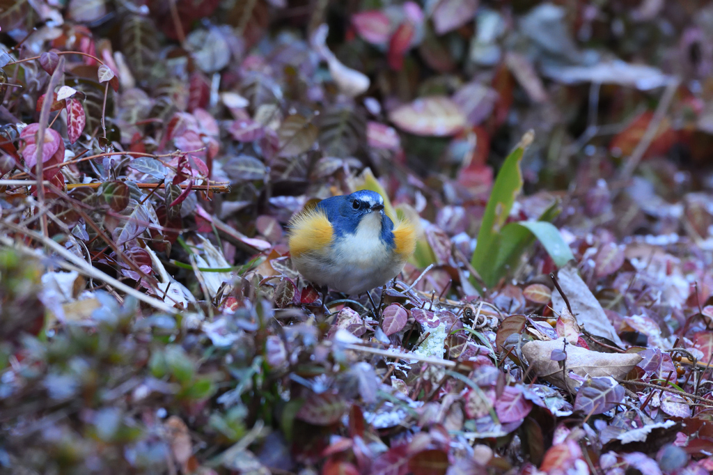 DSC_7719_00002.jpg